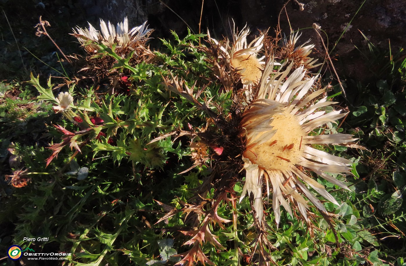 21 Carlina acaulis (Carlina bianca).JPG
